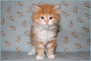 Male Siberian Kitten from Deedlebug Siberians